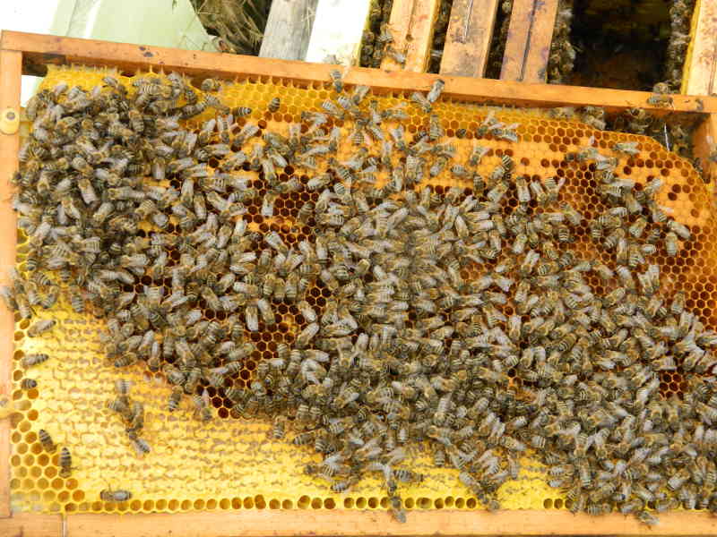 plást se včelami